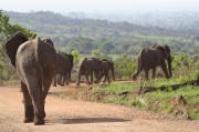 elephant (16)